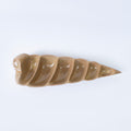 COQUILLAGE CONIQUE APERITIF GRESNOVO